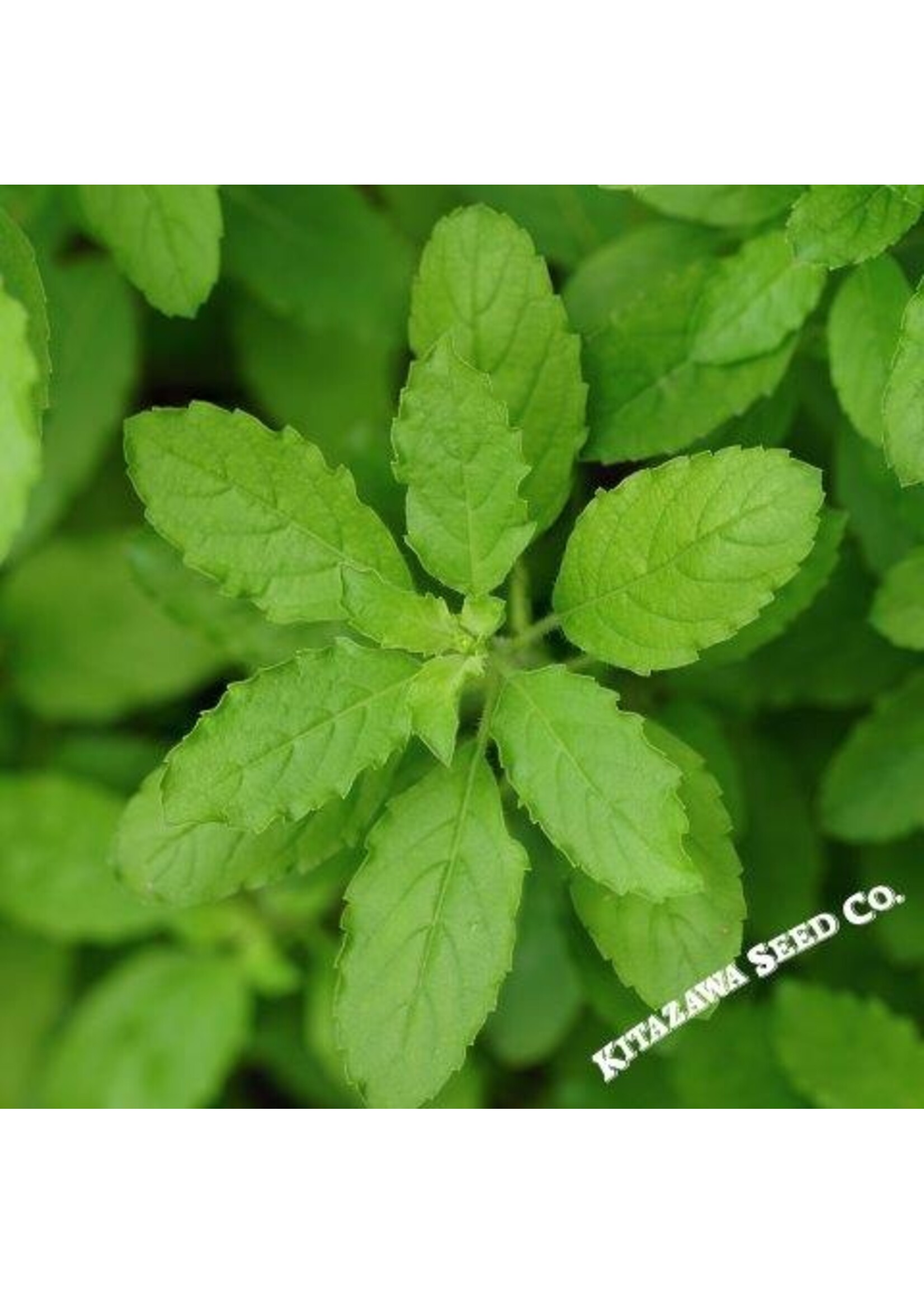 Kitazawa Seed Co. Basil Holy - Green Leaf