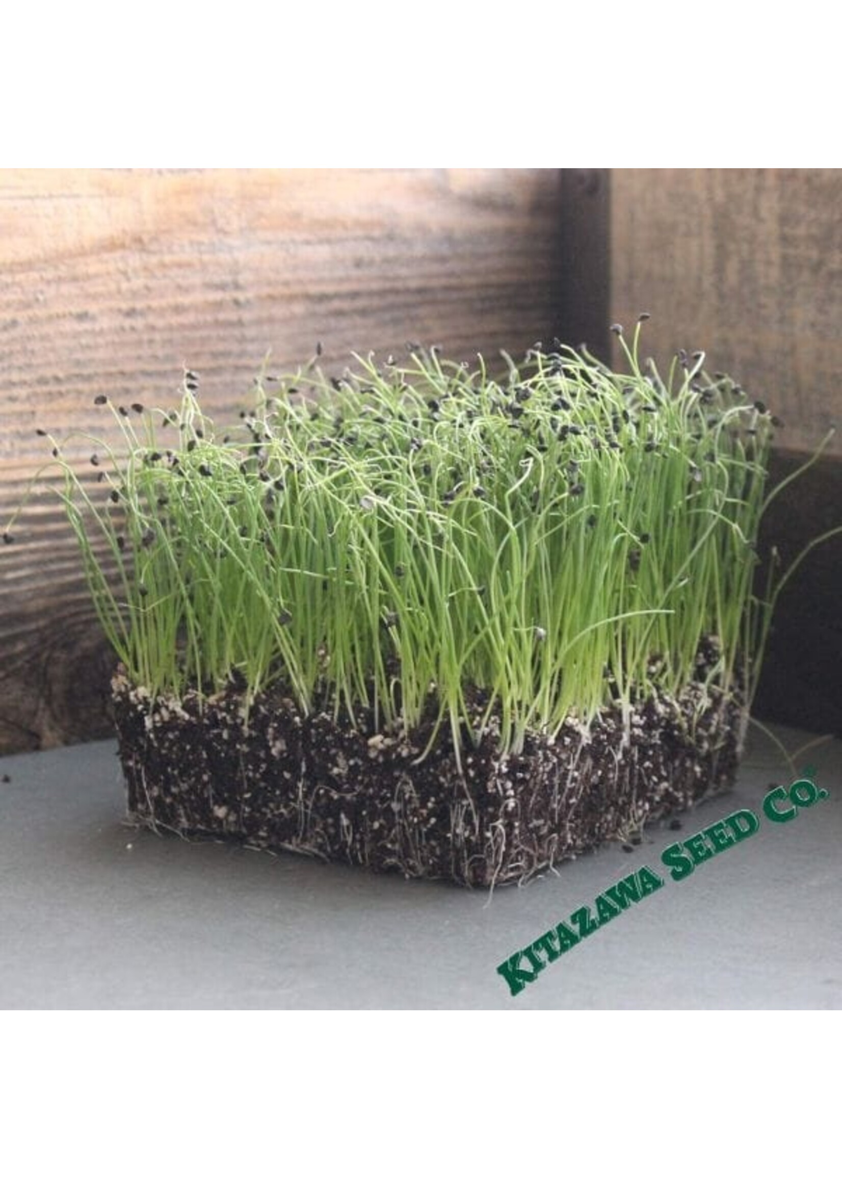 Kitazawa Seed Co. Bunching Onion - Evergreen White Nebuka Organic