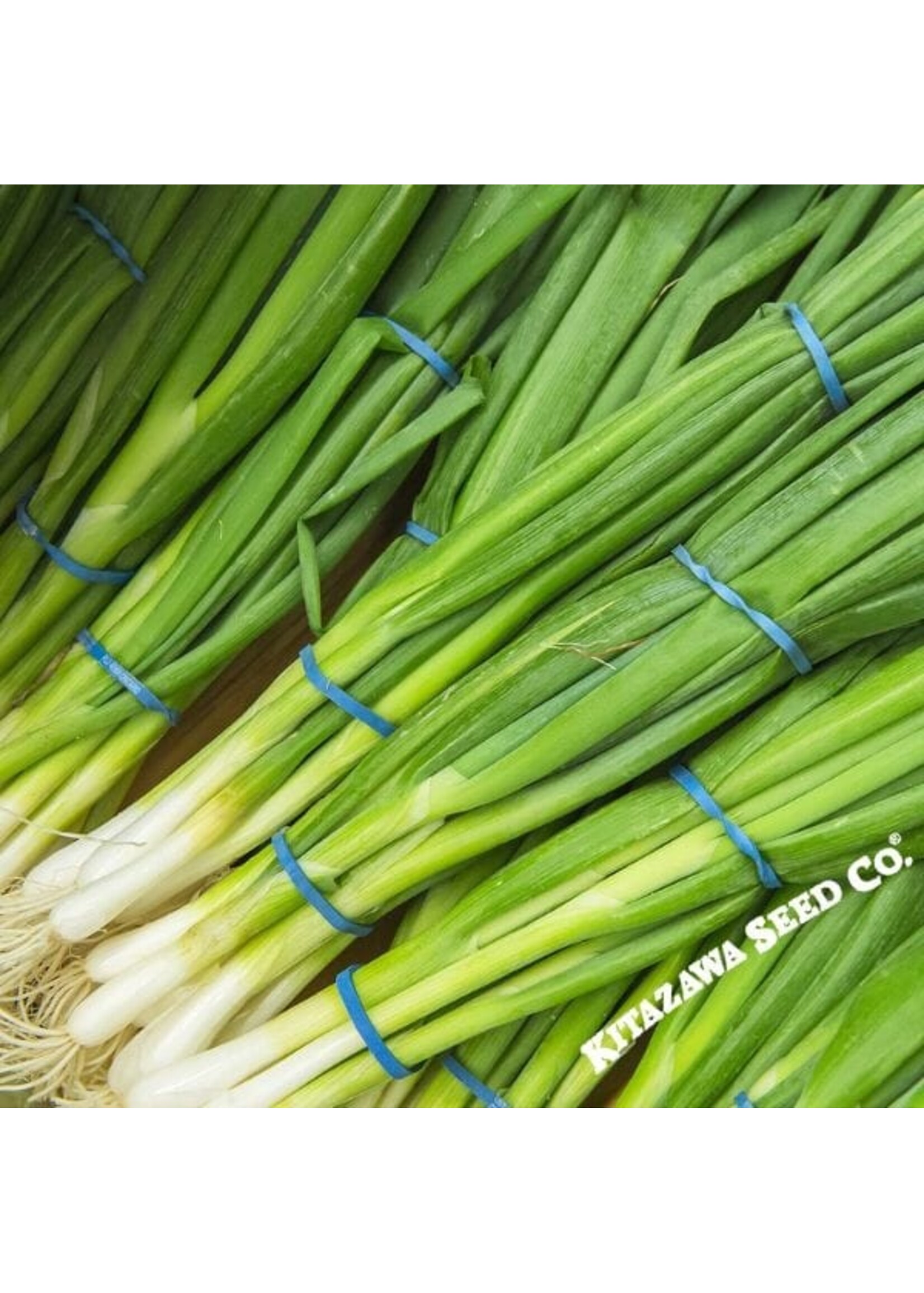 Kitazawa Seed Co. Bunching Onion - Evergreen White Nebuka Organic