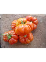 Redwood Seeds Tomato - Costoluto Genovese Organic
