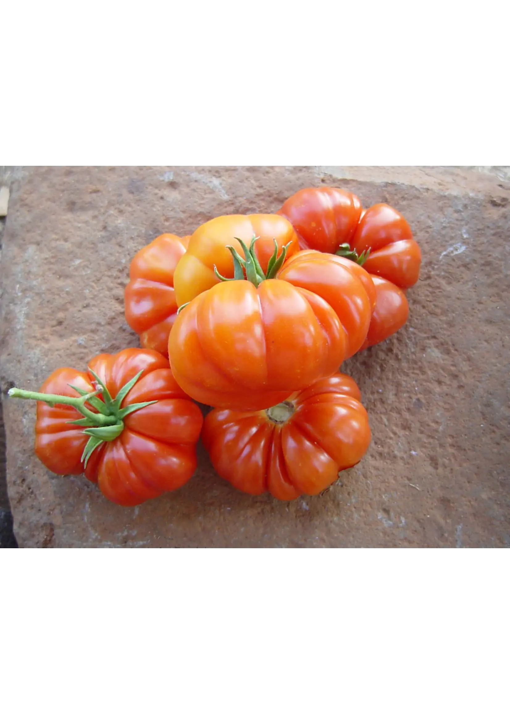 Redwood Seeds Tomato - Costoluto Genovese Organic