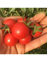 Redwood Seeds Tomato - Chadwick Cherry Organic