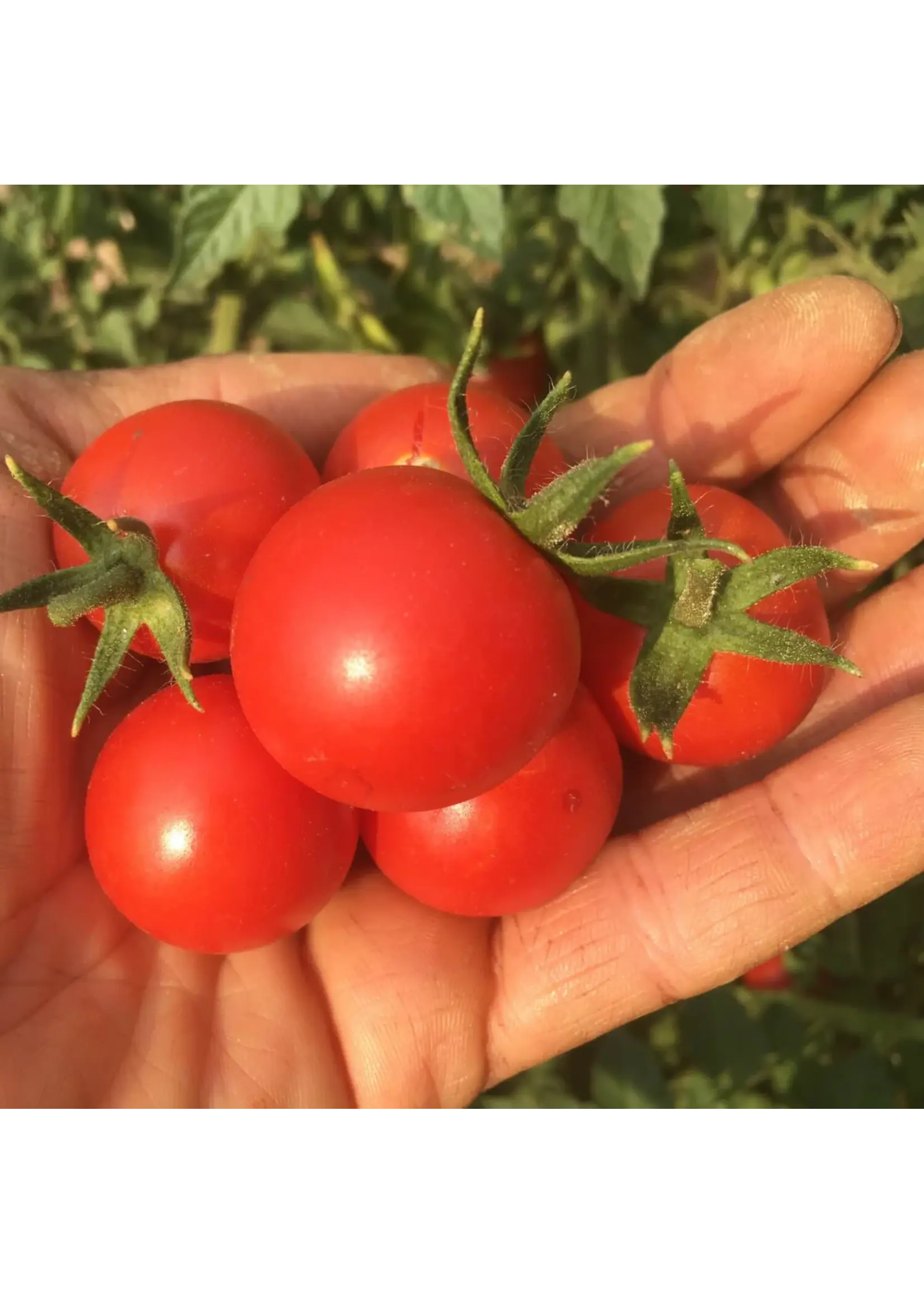 Redwood Seeds Tomato - Chadwick Cherry Organic
