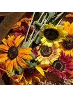 Redwood Seeds Sunflower - Eel River Organic