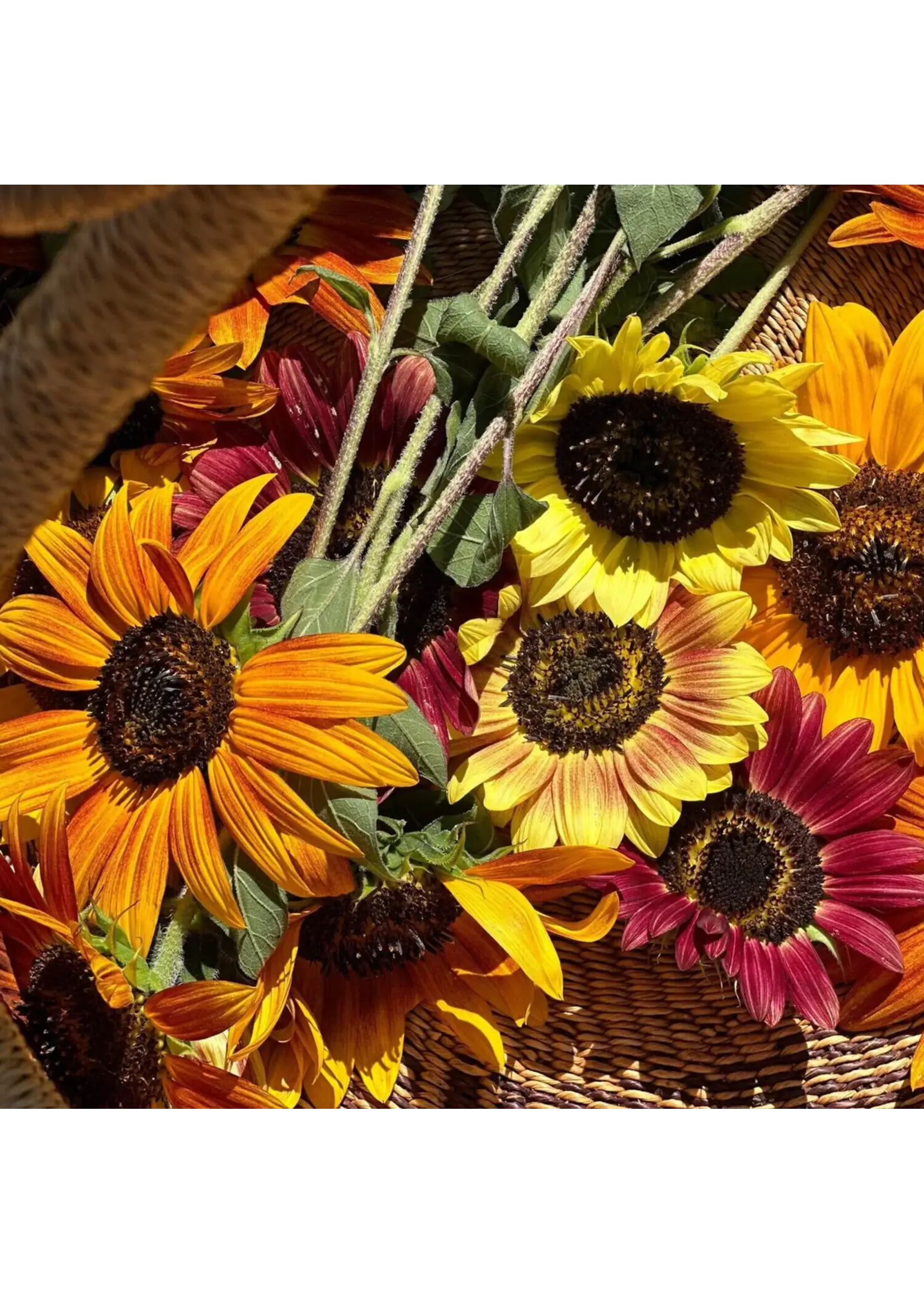 Redwood Seeds Sunflower - Eel River Organic