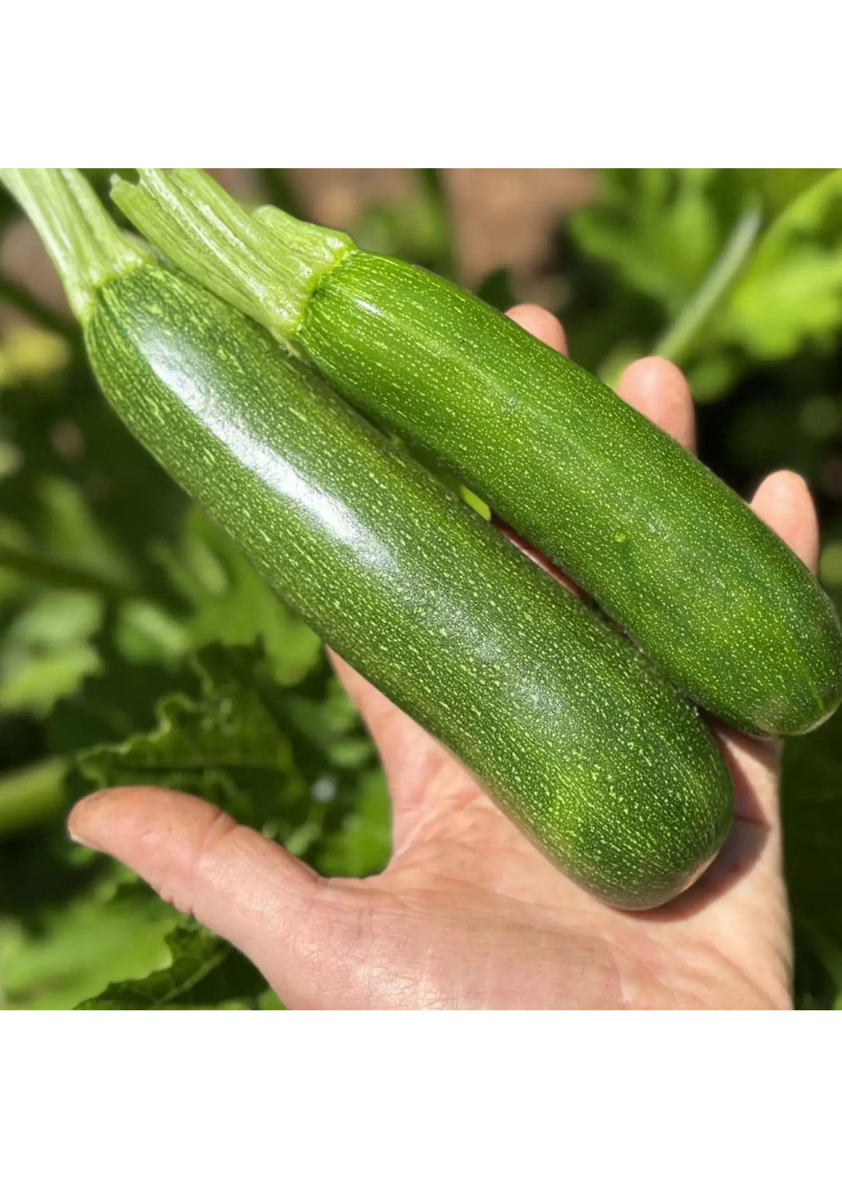 Redwood Seeds Zucchini - Dark Star Organic