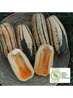 Redwood Seeds Squash - Candystick Delicata Organic