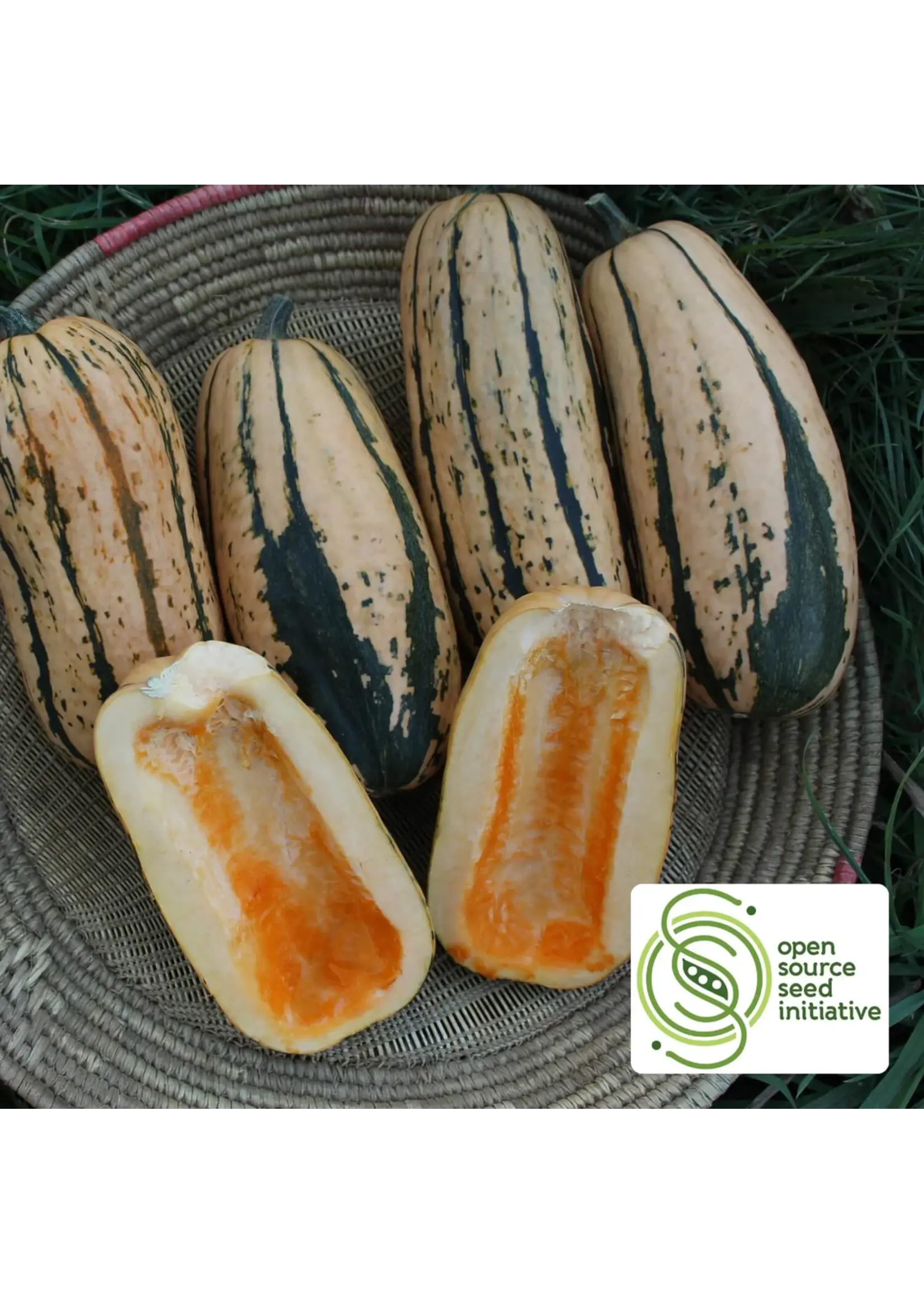 Redwood Seeds Squash - Candystick Delicata Organic