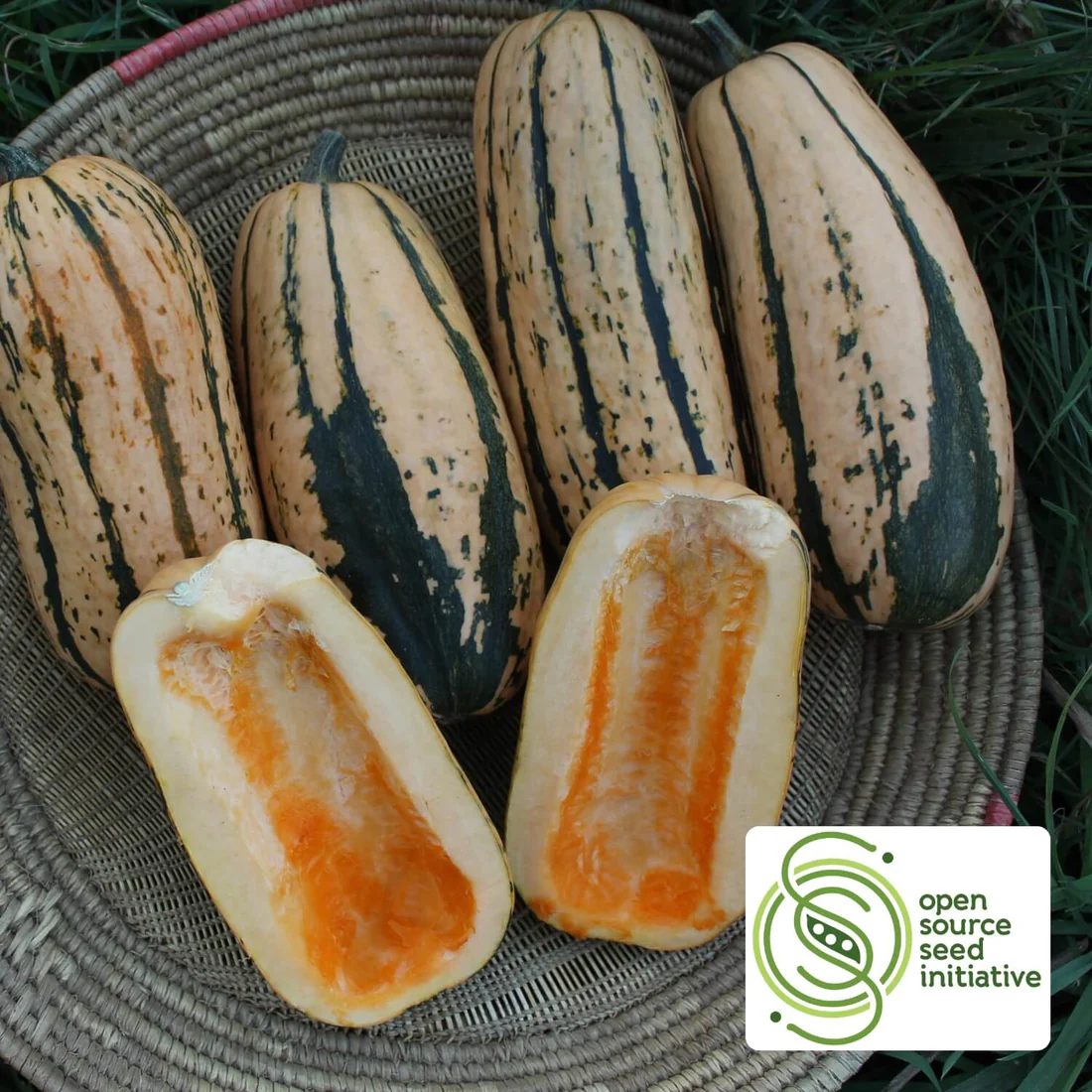 Squash Rasa Squash - Candystick Delicata Organic - RASA Garden Supply Company