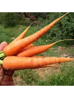 Redwood Seeds Carrot - Danvers Organic