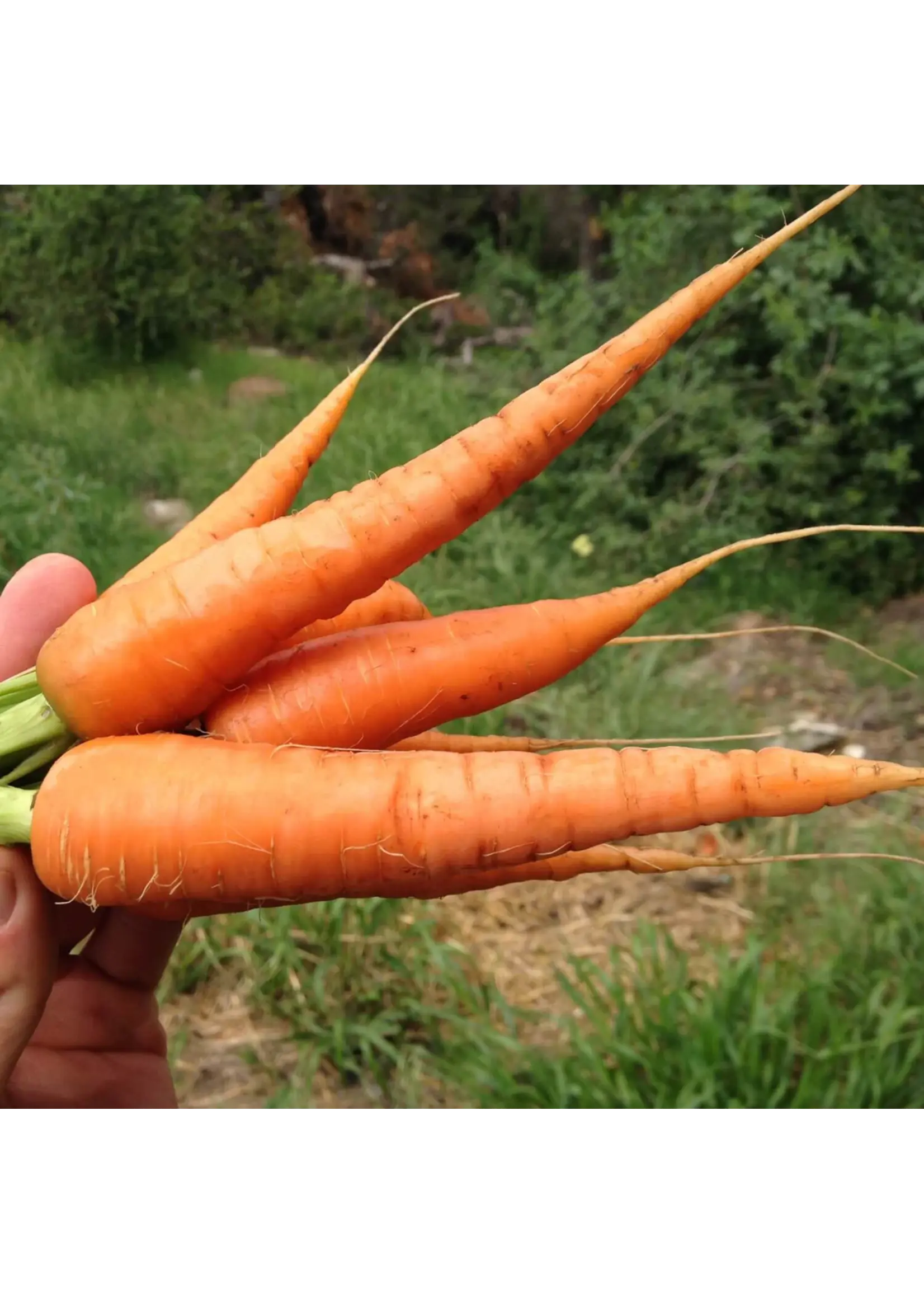 Redwood Seeds Carrot - Danvers Organic