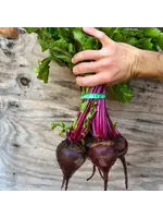 Redwood Seeds Beet - Shiraz Tall Top Organic