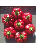 Redwood Seeds Pepper - Red Ruffled Sweet Pimento Organic