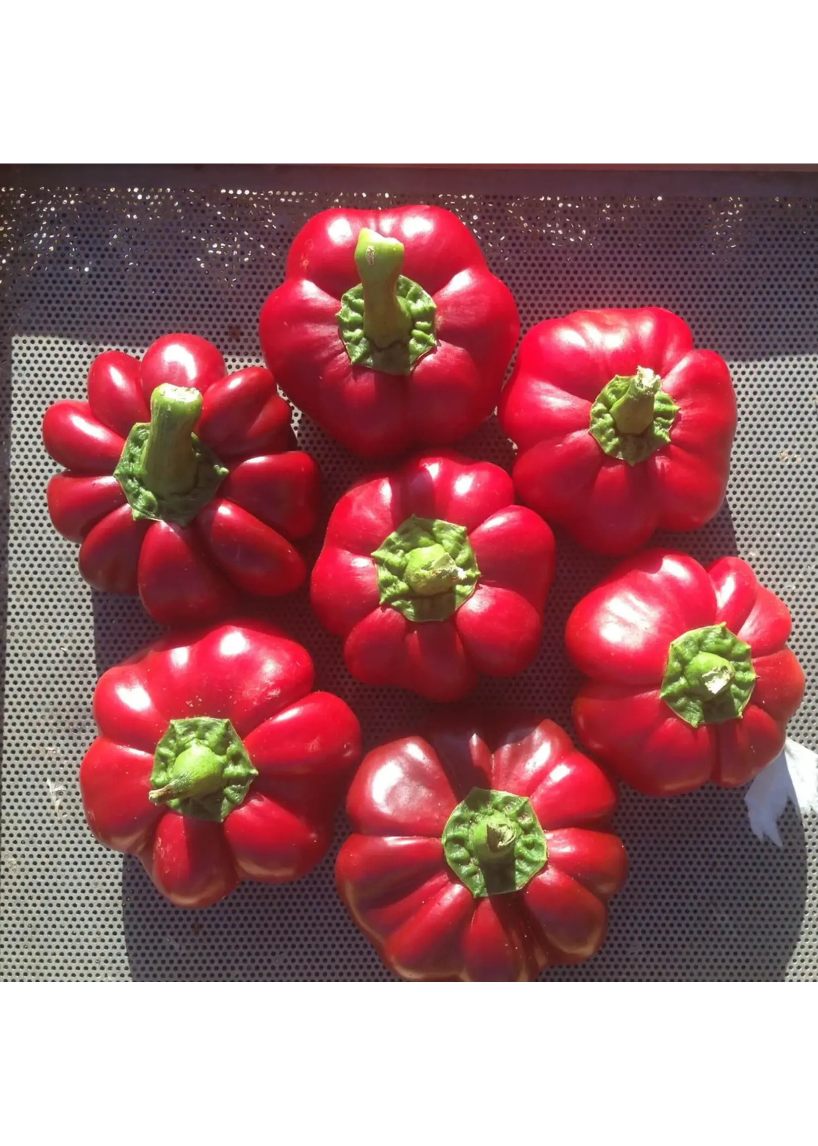 Redwood Seeds Pepper - Red Ruffled Sweet Pimento Organic