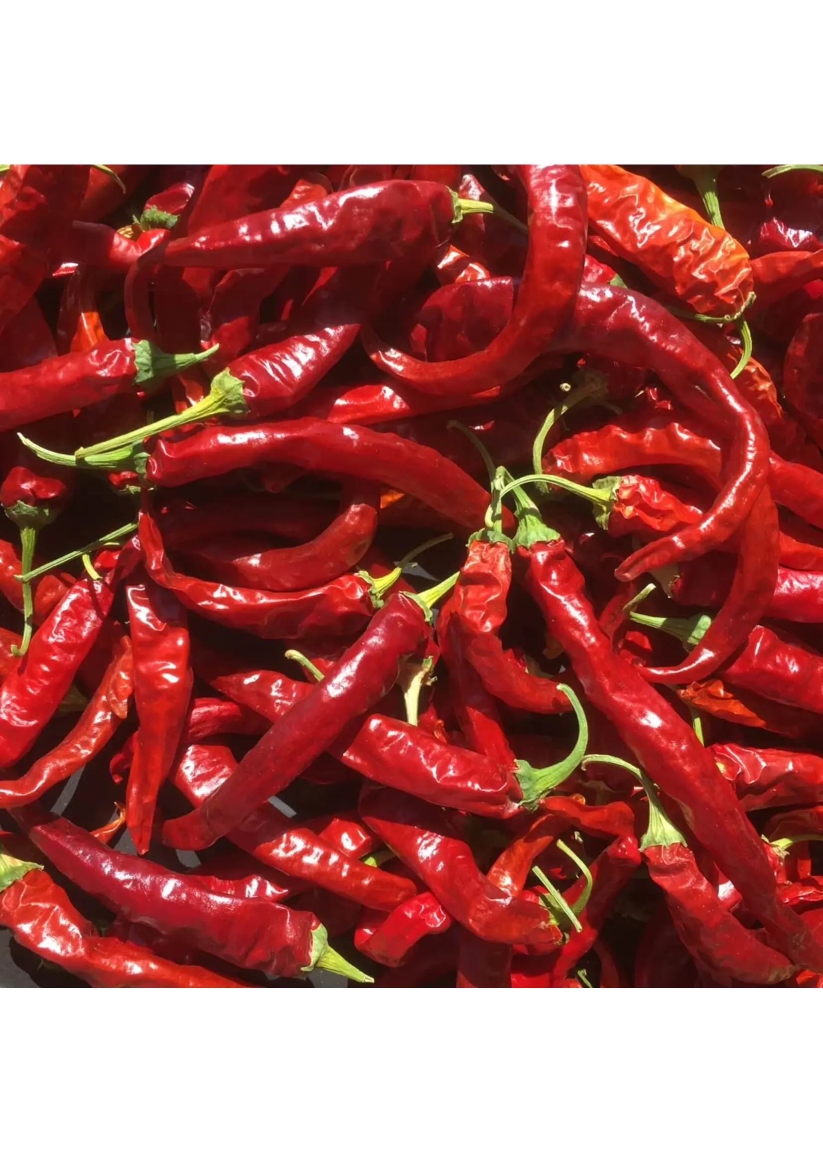 Redwood Seeds Pepper - Korean Hot Organic