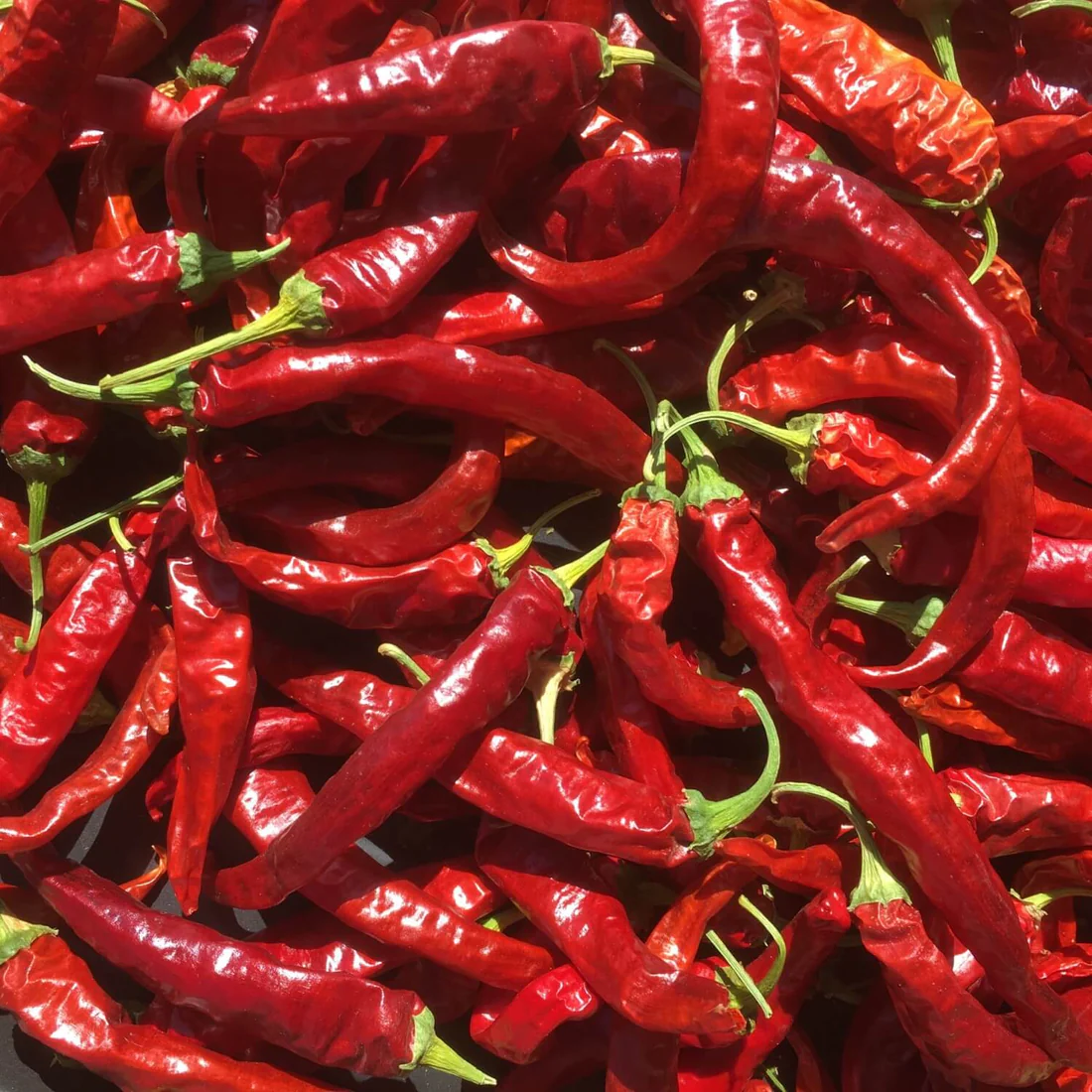 Pepper - Korean Hot Organic - RASA Garden Supply Company