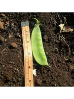 Redwood Seeds Snow Pea - Mammoth Melting Organic