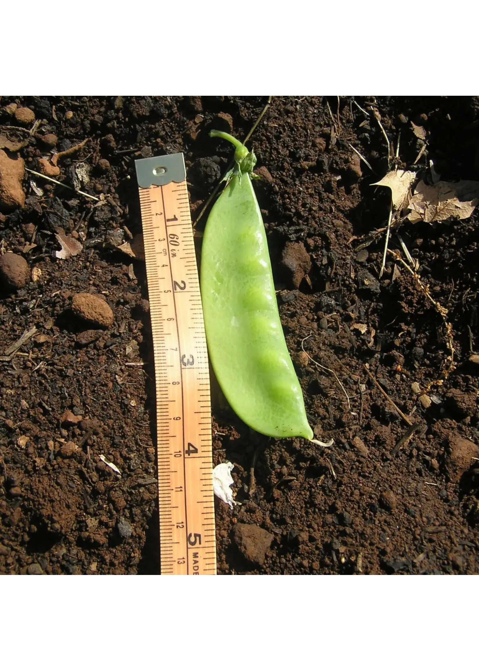 Redwood Seeds Snow Pea - Mammoth Melting Organic