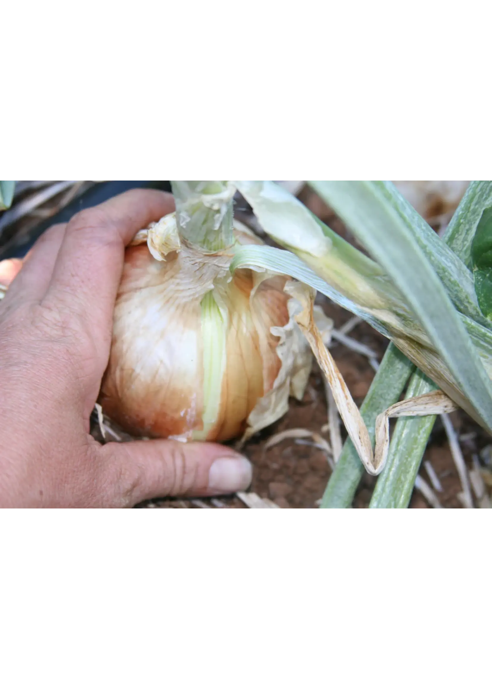 Redwood Seeds Onion - Valencia Organic