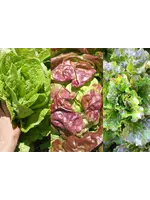 Redwood Seeds Lettucs - Mix of 3 Organic