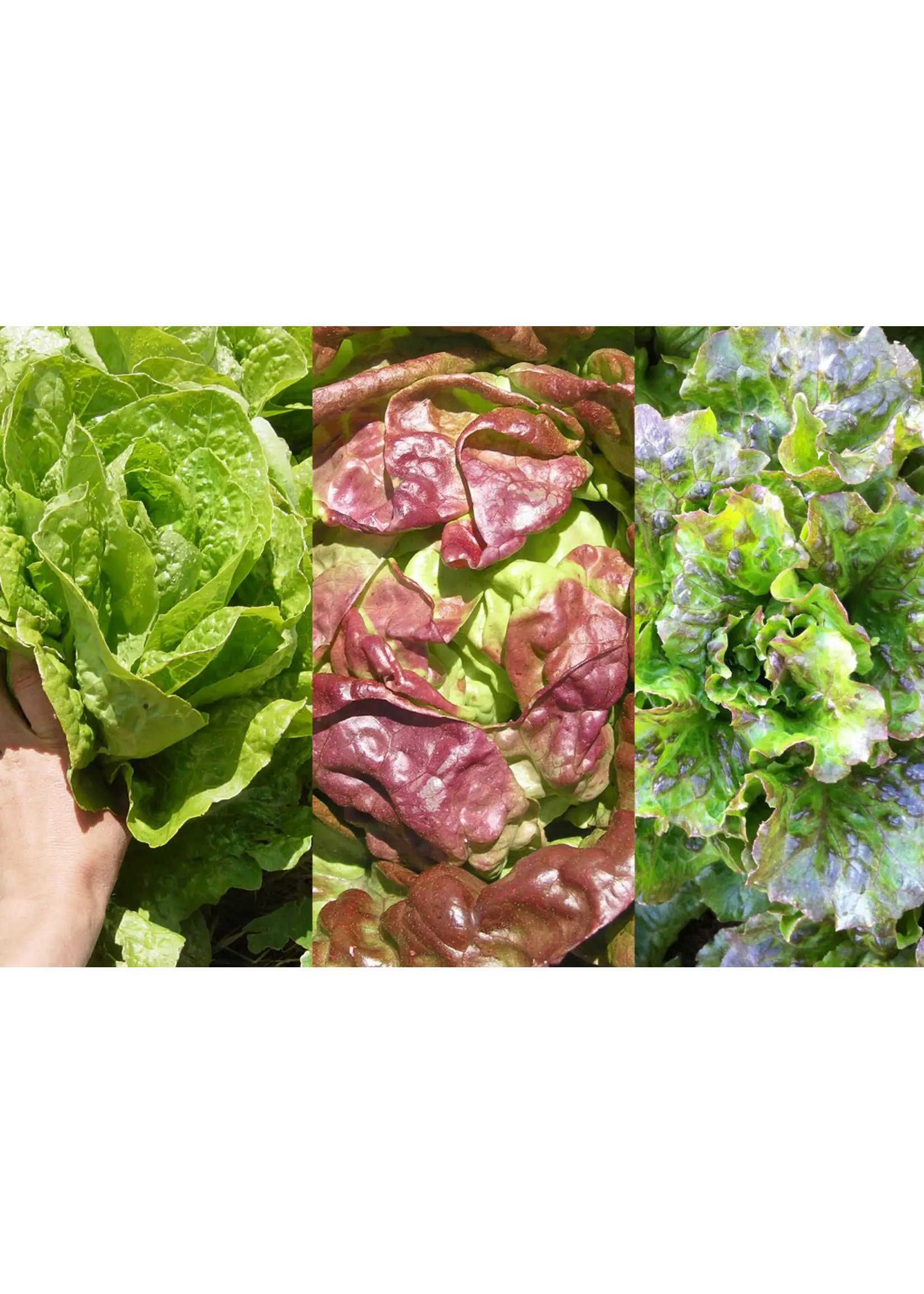 Redwood Seeds Lettucs - Mix of 3 Organic