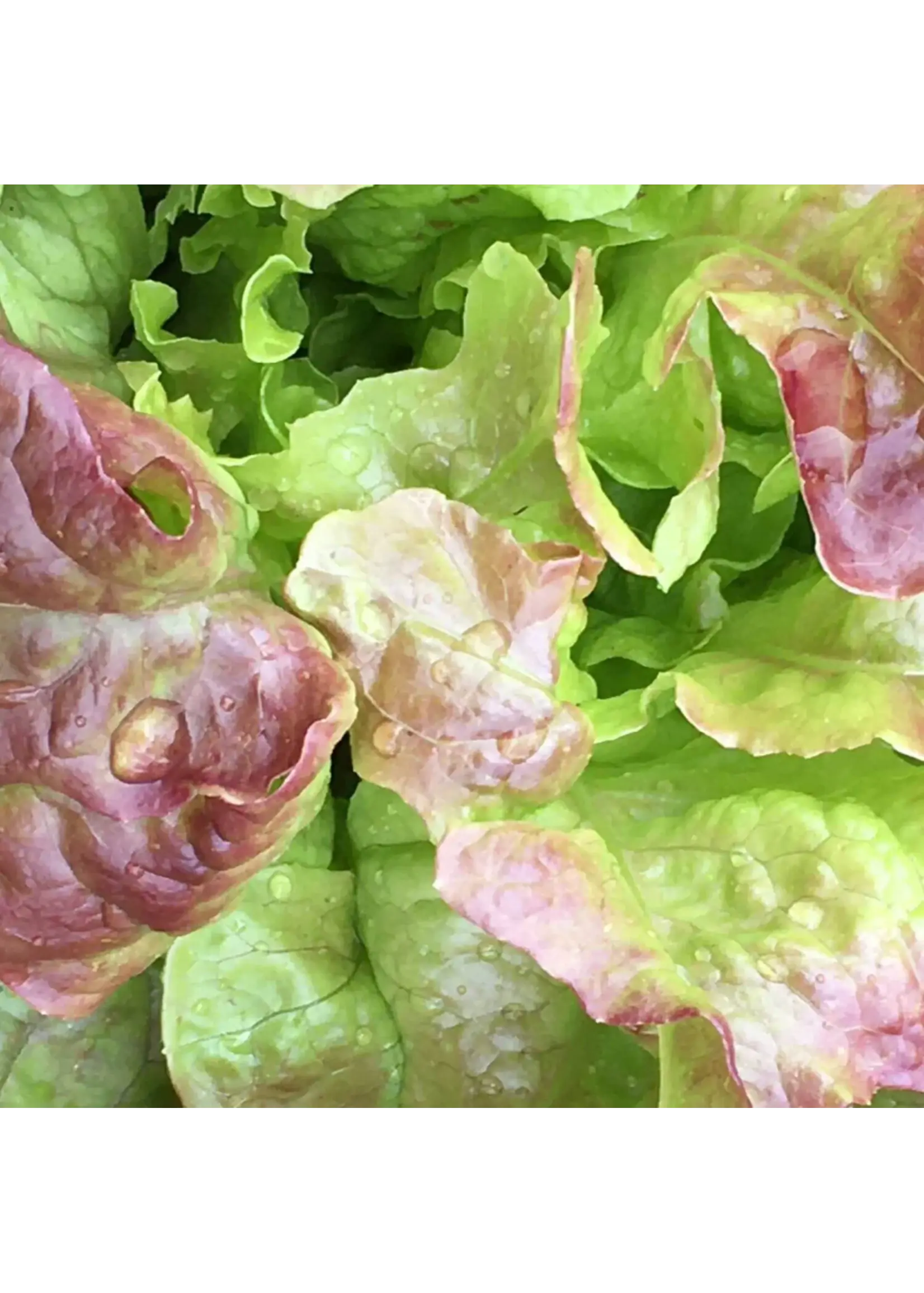 Redwood Seeds Lettuce - Drunken Woman Organic