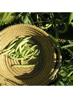 Redwood Seeds Bush Bean - Provider Organic