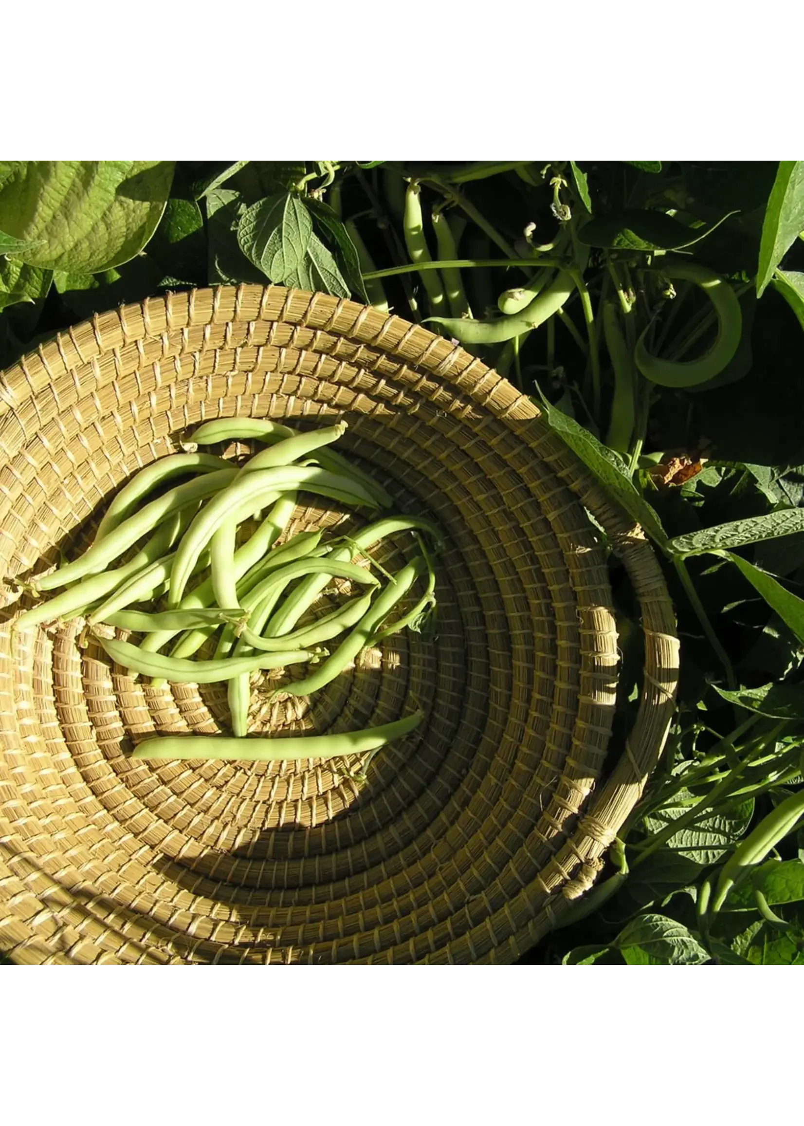 Redwood Seeds Bush Bean - Provider Organic