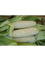 Redwood Seeds Corn Sweet Zanadoo Organic