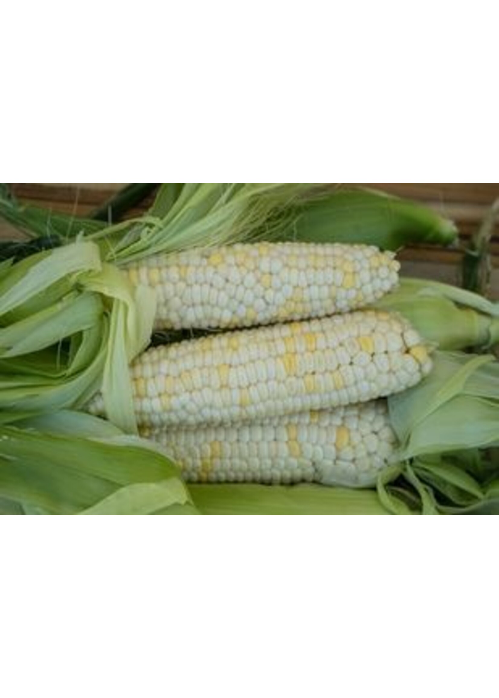 Redwood Seeds Corn Sweet Zanadoo Organic
