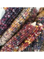 Redwood Seeds Corn Gem Glass Organic