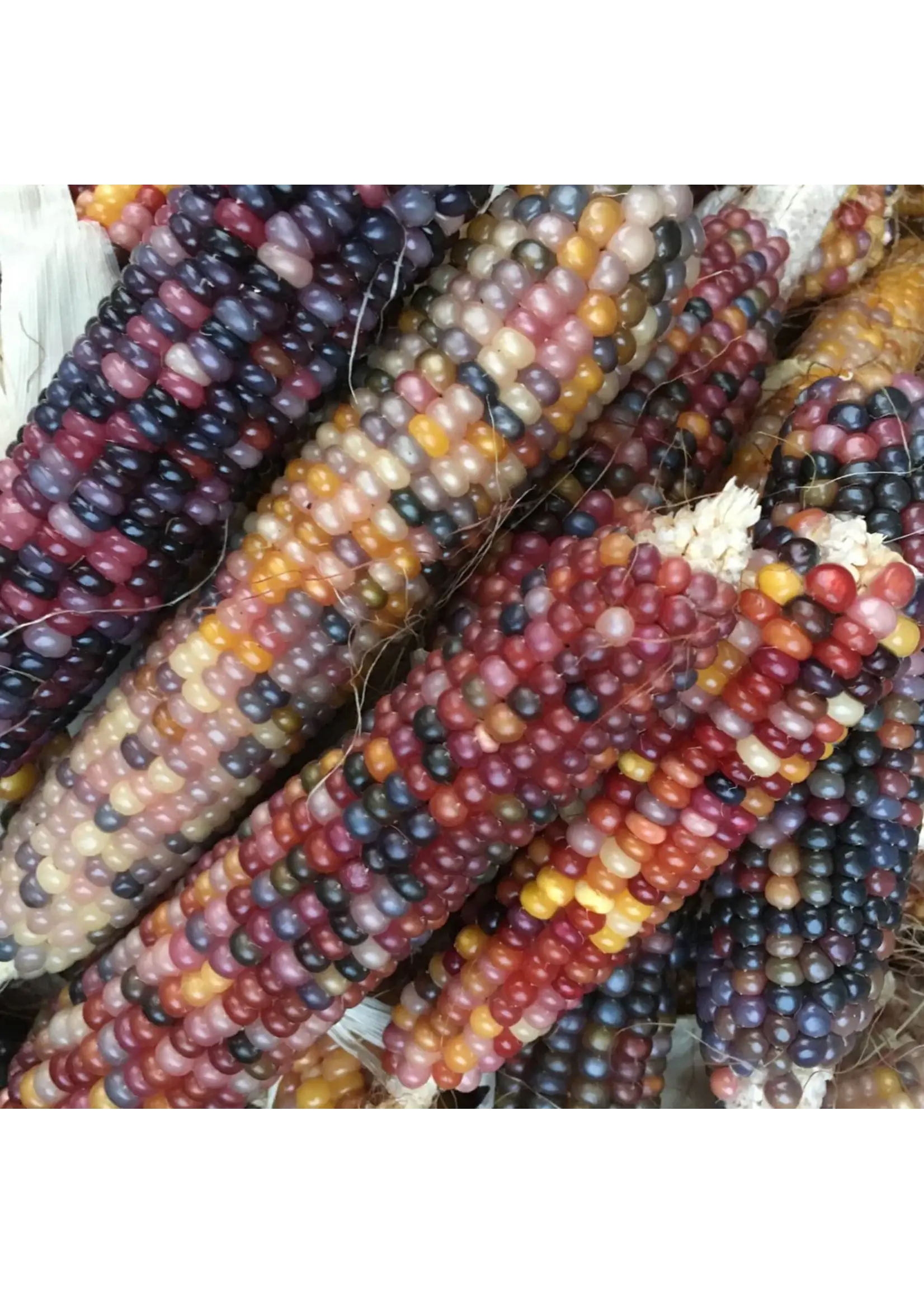 Redwood Seeds Corn Gem Glass Organic