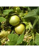 Redwood Seeds Cucumber - Lemon Organic