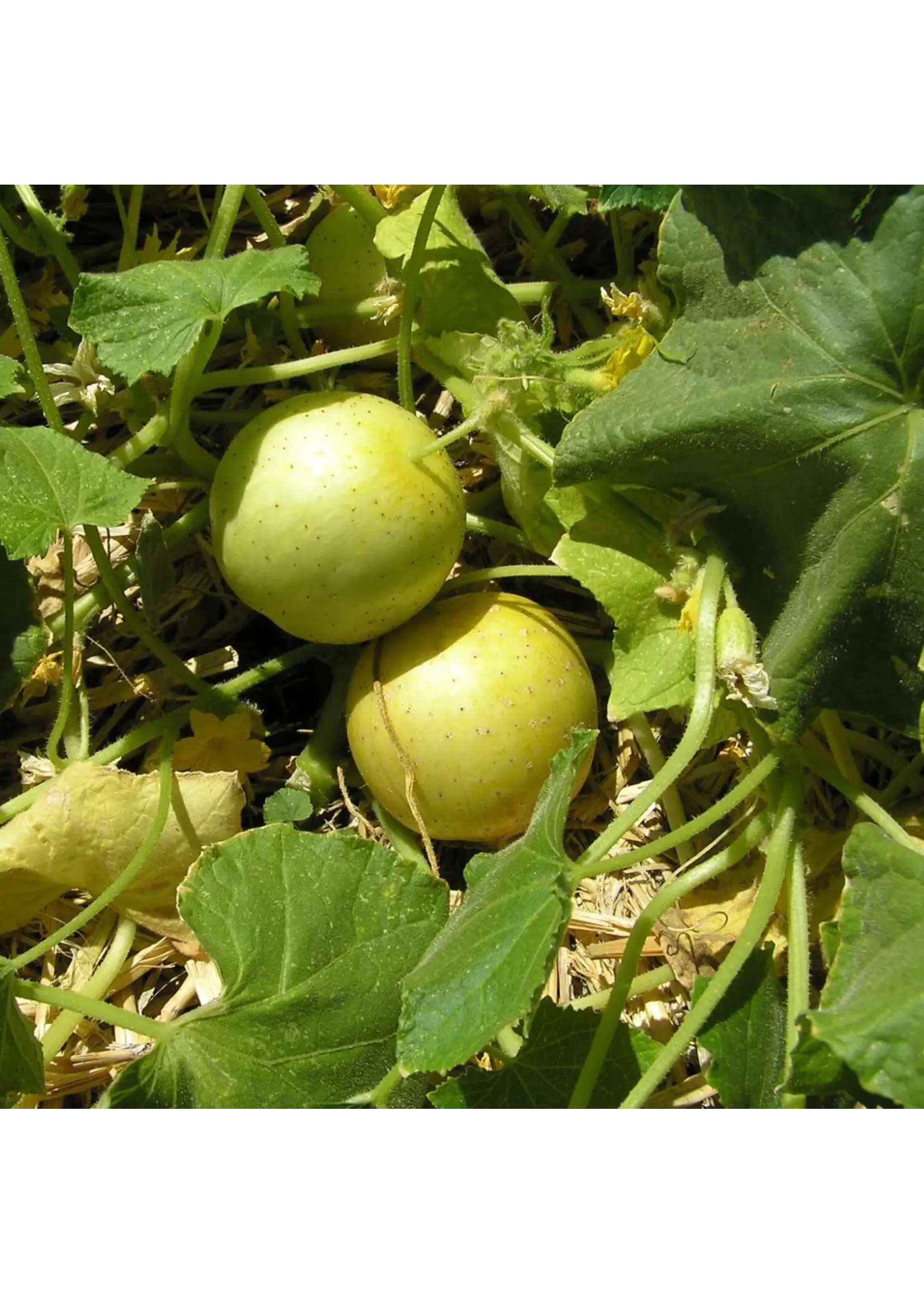 Redwood Seeds Cucumber - Lemon Organic