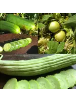 Redwood Seeds Cucumber - Mix of 3 Organic