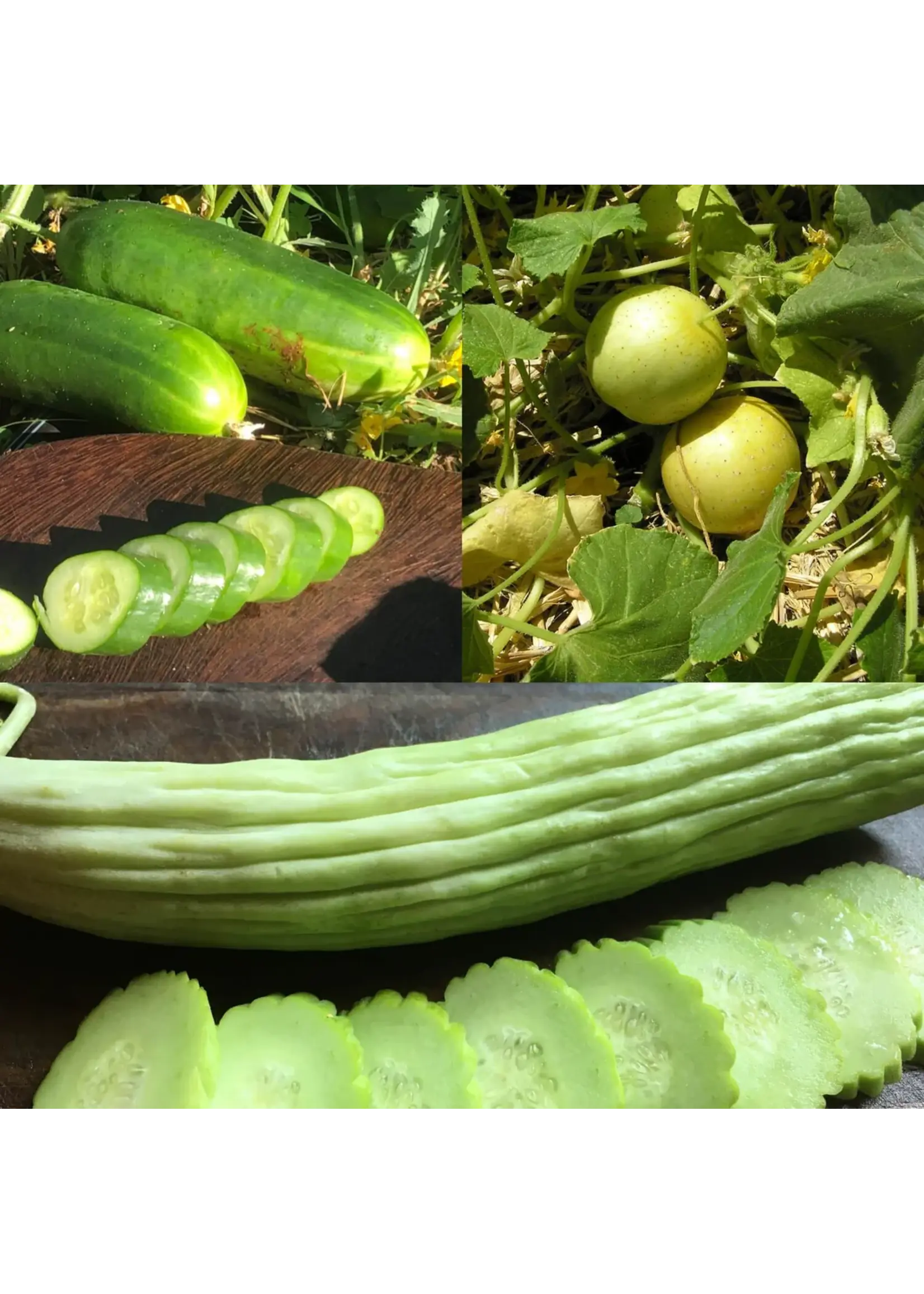 Redwood Seeds Cucumber - Mix of 3 Organic