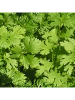 Redwood Seeds Cilantro Organic by Redwood Seeds