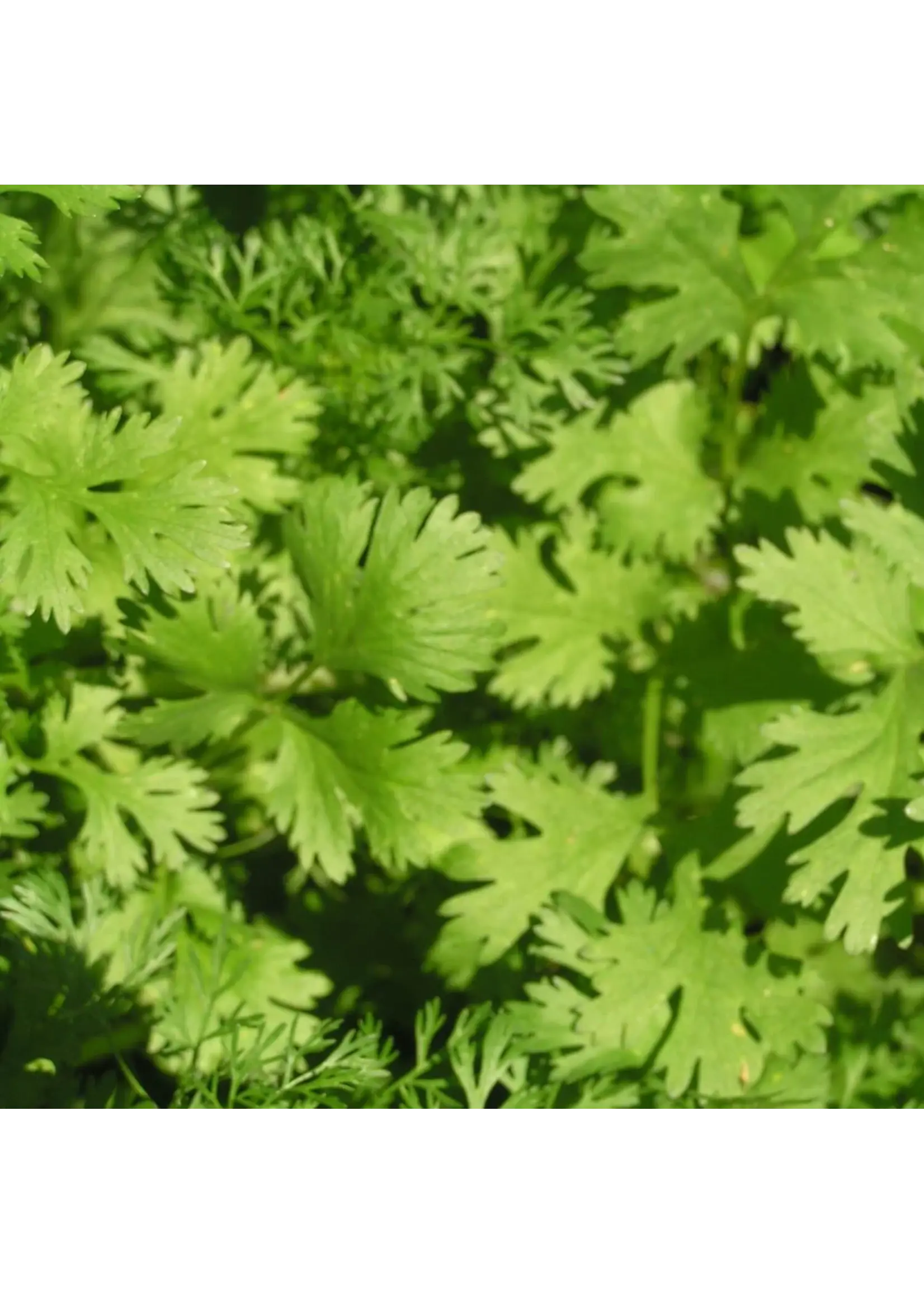 Redwood Seeds Cilantro Organic by Redwood Seeds