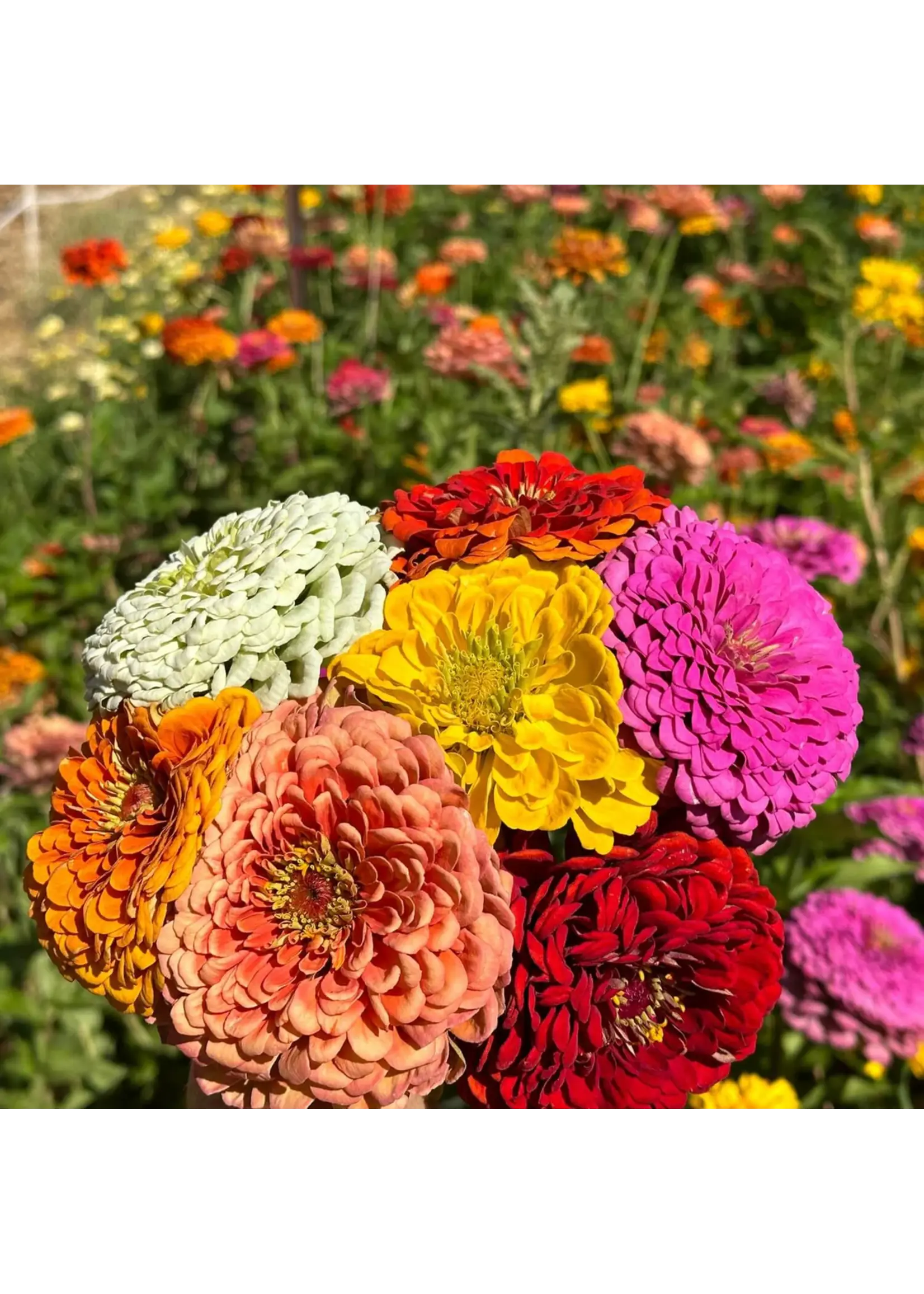 Redwood Seeds Zinnia - Benarys Giant Mix Organic