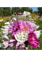 Redwood Seeds Cosmos - Cupcake Mix Organic
