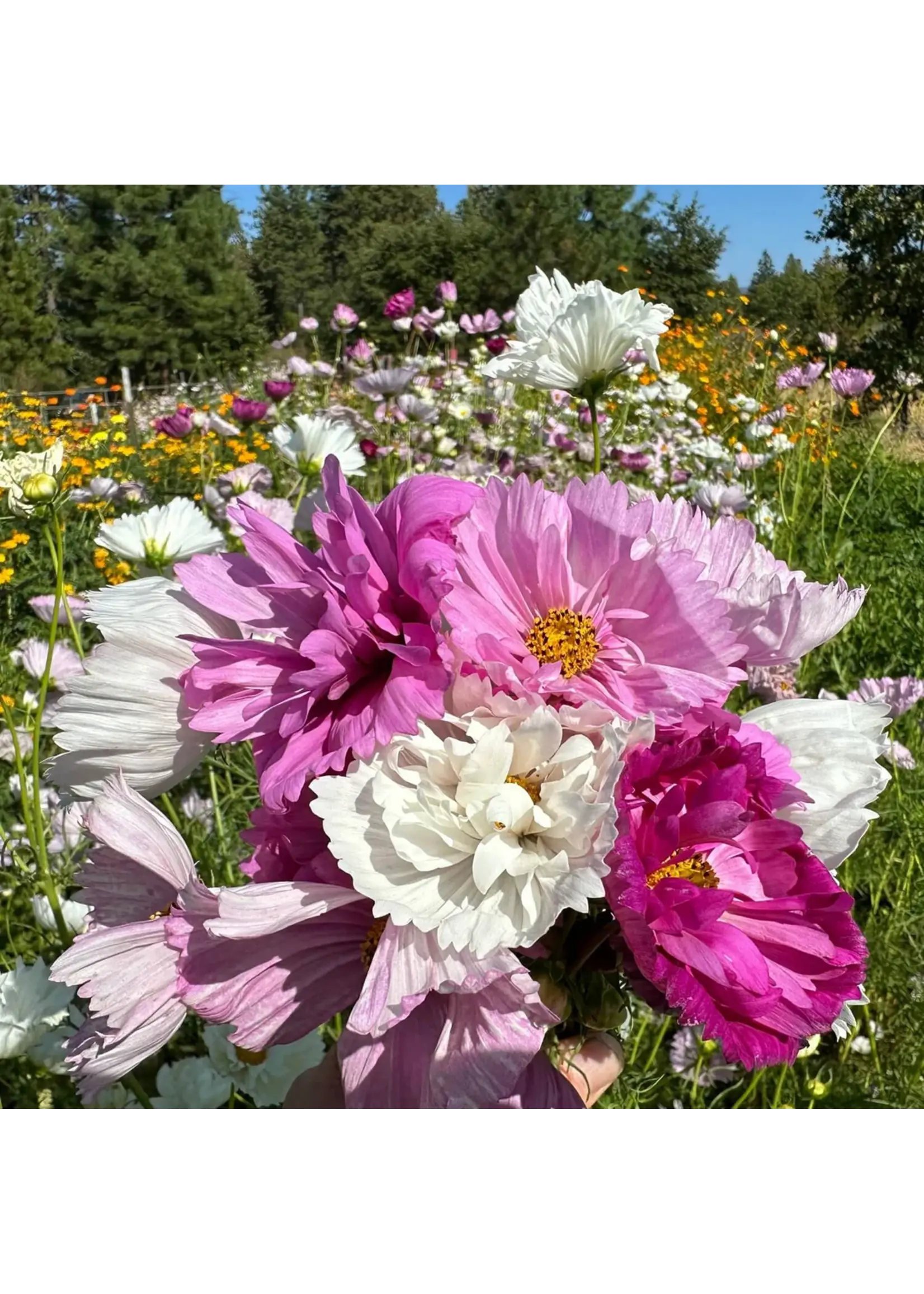 Redwood Seeds Cosmos - Cupcake Mix Organic