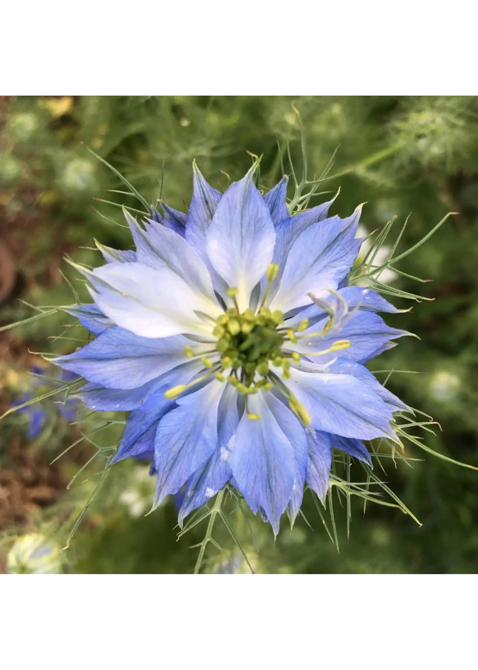 Redwood Seeds Nigella - Love in a Mist Organic