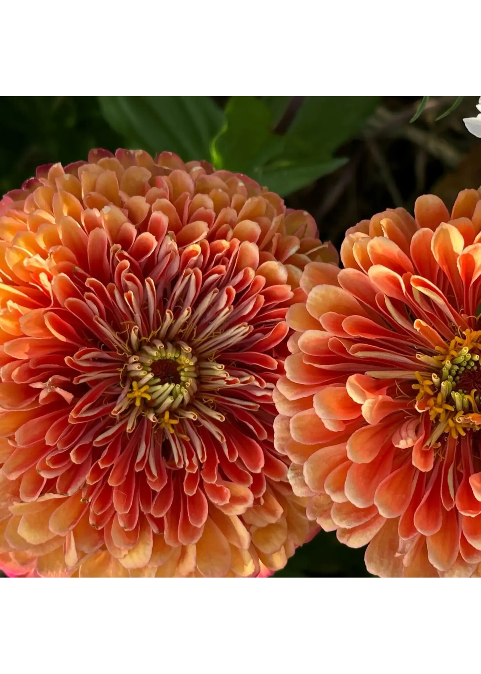Redwood Seeds Zinnia - Salmon Rose Organic