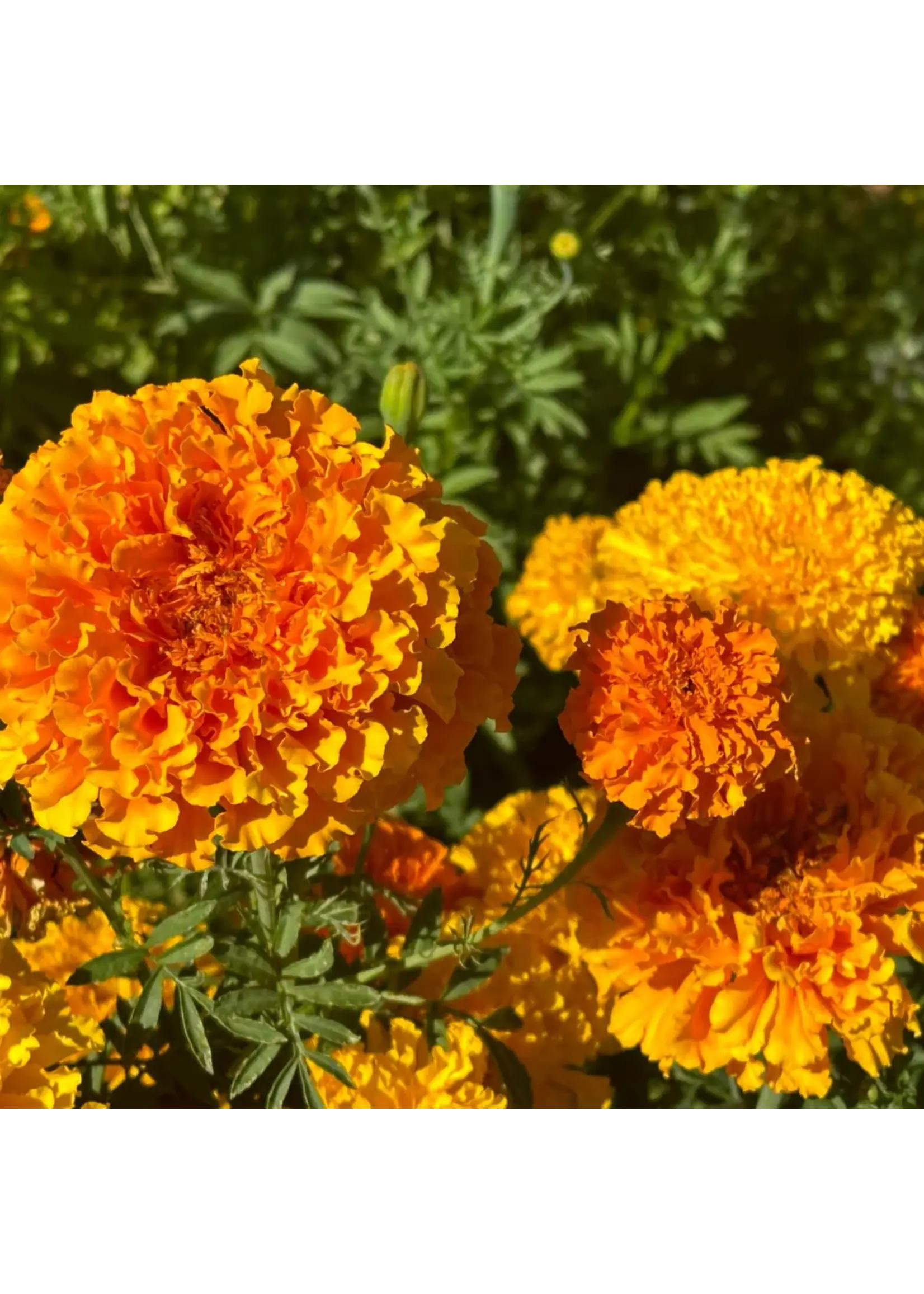 Redwood Seeds Marigold - African Crackerjack Organic