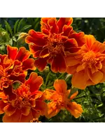 Redwood Seeds Marigold - Queen Sophia Organic