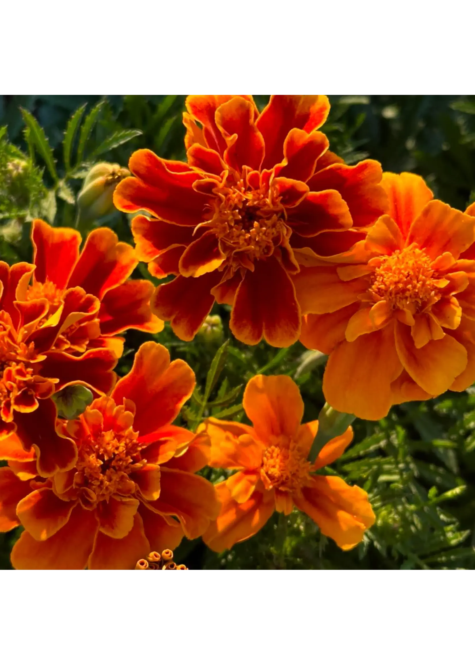 Redwood Seeds Marigold - Queen Sophia Organic
