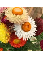 Redwood Seeds Strawflower - Apricot Peach Organic