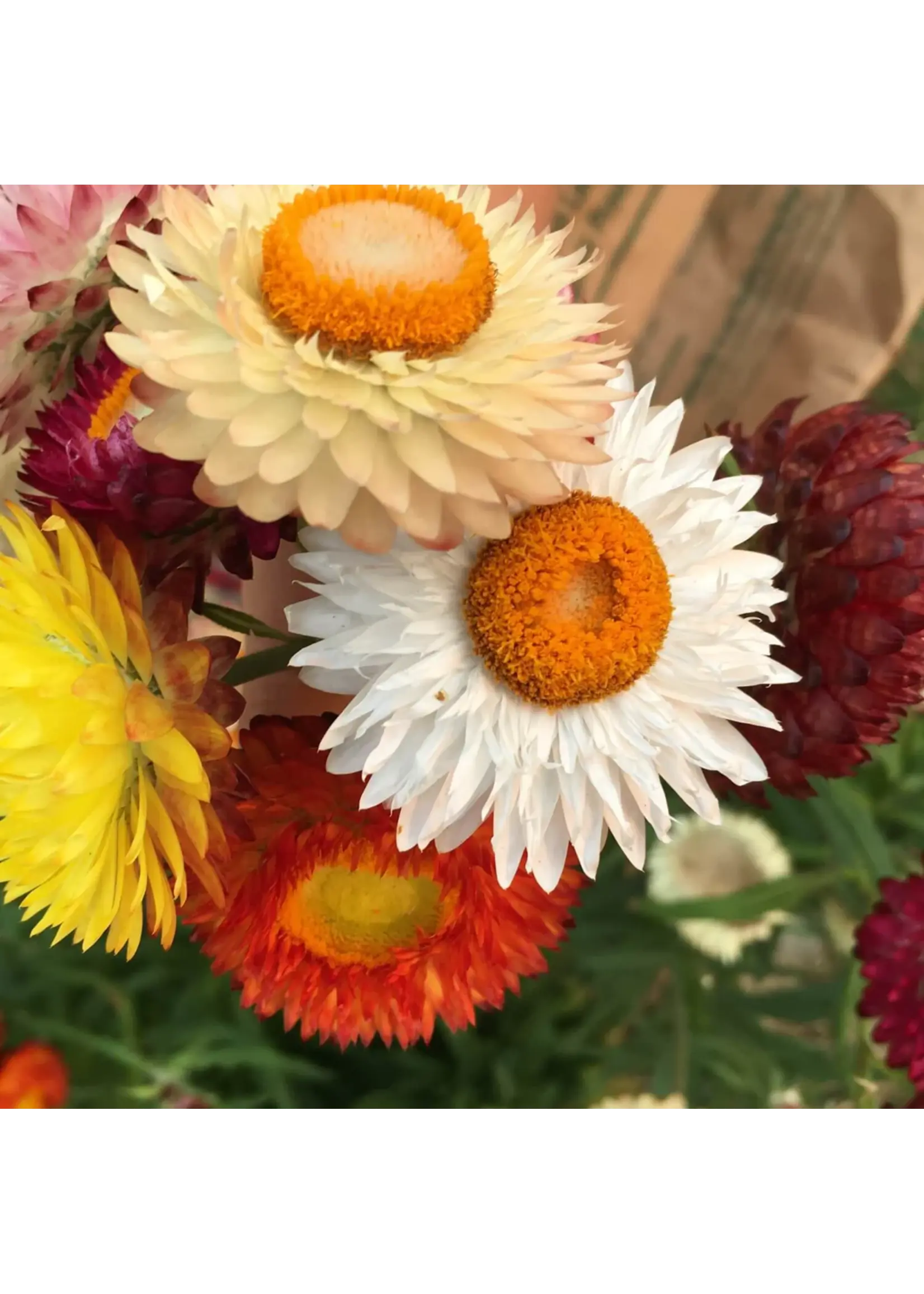 Redwood Seeds Strawflower - Apricot Peach Organic