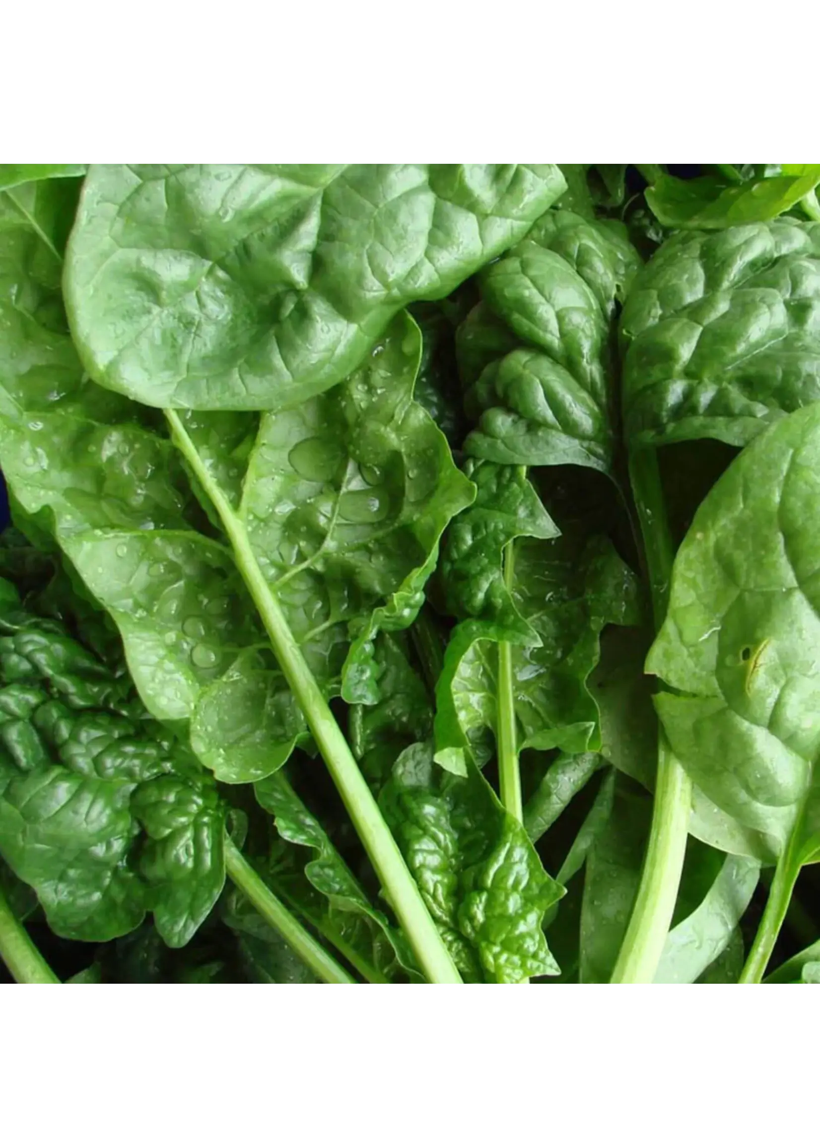 Redwood Seeds Spinach - Winter Bloomsdale Organic