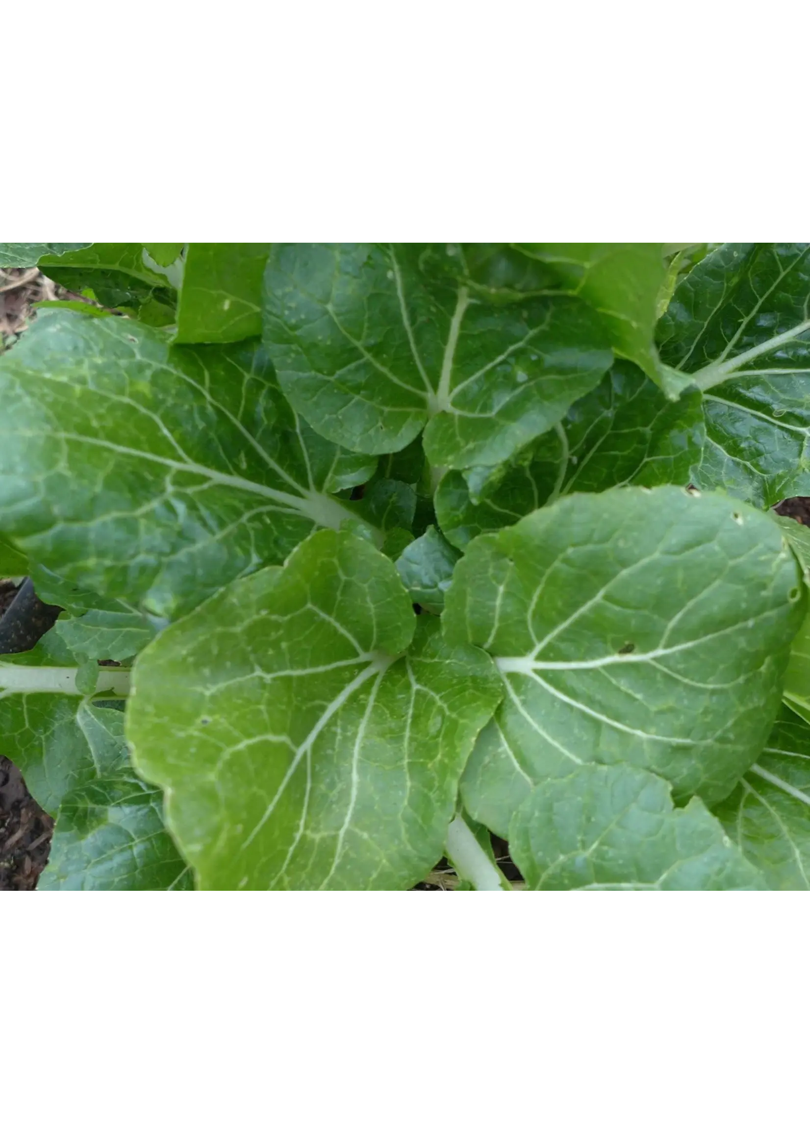 Redwood Seeds Bok Choy Organic